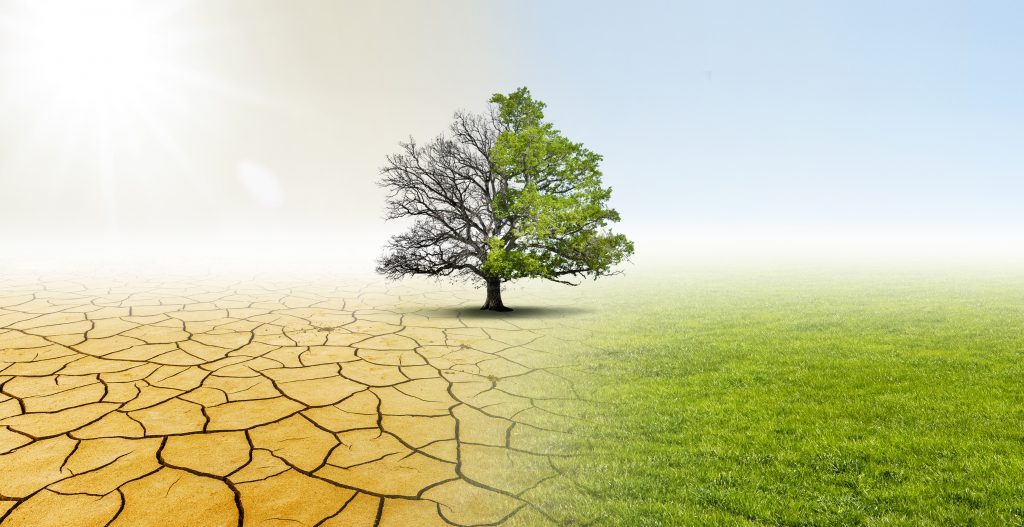Vertrocknete und grüne Natur